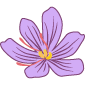 Flor de azafrán