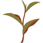 Té Pu erh (Camellia sinensis)