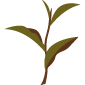 Té negro (Camellia sinensis)