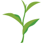 Té verde (Camellia sinensis)